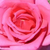 Rózsaszín - Virágágyi floribunda rózsa - Chic Parisien